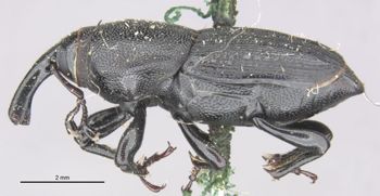 Media type: image;   Entomology 25239 Aspect: habitus lateral view